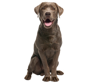 Complementos > Arnes